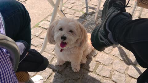 Cute puppy barking to pull his up.