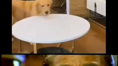 Crazy Intelligent dog