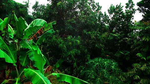 1hr Indonesia RAIN on Lush Green Palm Leaves | Rain Sounds ASMR