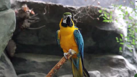 Blue-Throated Macaw Gets Attention By People Says Hello To Him