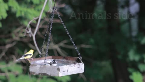 Bird video