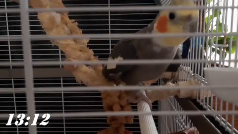 Bringing our new cockatiel at home