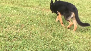 German Shepherd Can’t Run!