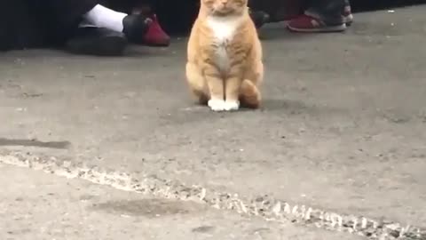 the cat sitting in the crowd