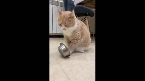 Clever cat plays with food bowl to ask for dinner