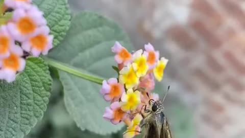 Flowers and butterflies are cousins in nature.