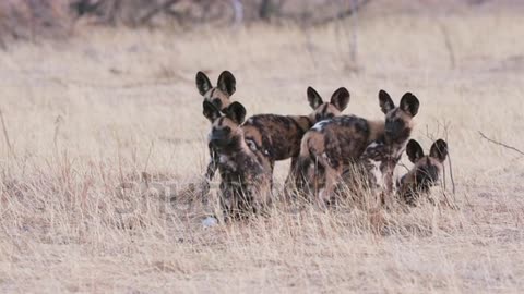 African wild dog pups