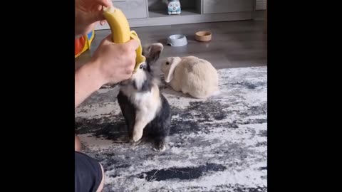 Cute Moment of the Baby Animals