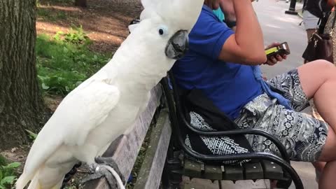 Cockatoo Barks at Passing Dog