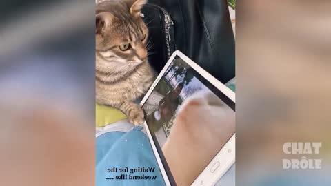 CAT. drole run en Try Not To Laugh . Laughing Cat Video