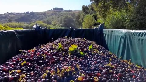 Amazing Grape Harvesting and Processing Grape Juice 🍇 - Modern agricultural harvesting machines