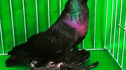 Most beautiful pigeon in the world Uzbek pigeon #Pigeon #Pigeonlove