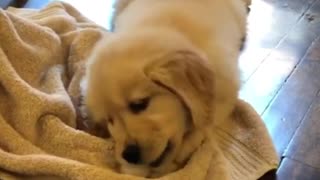 Golden Retriever Puppy Fights With Ice Cube