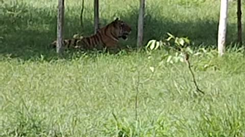 tiger🐯 resting on the grass 😱😱.