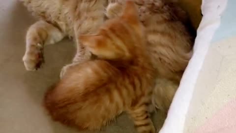 Orange cat pushes small cat off of it