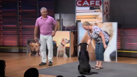 How to Stop Your Dog From Barking w Cesar Millan Dog Nation Shorts