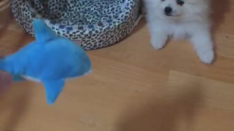 Cute baby dog ​​trying to fight a toy