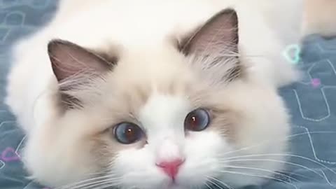 Best Cute Cats Compilation