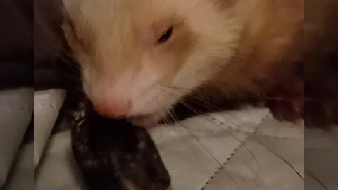 Ferret eating whole prey quail!