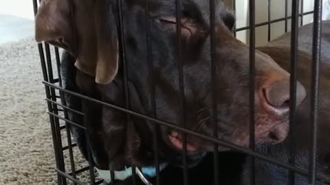 Black dog sleeps/snores with face against cage