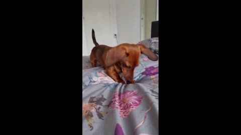 Dachshund puppy's bedtime routine is simply hilarious