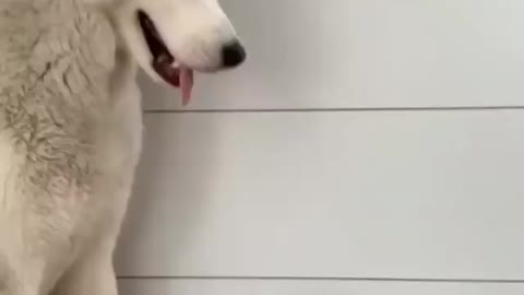 you will not believe this dog's reaction