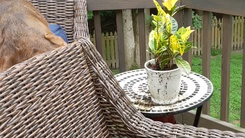 Fred the Dog Drinks From a Flower Pot