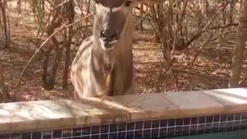 Parched Kudu Drinks from Pool