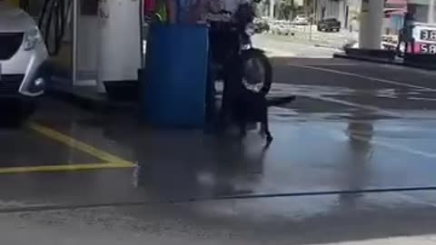 The doggo wants water