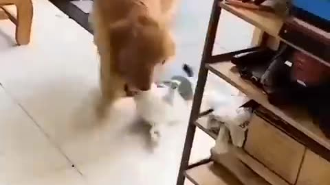 Funny cat and dog video