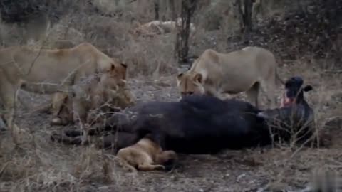 this lion baby stuck into buffalo ass most funny compilation ever.