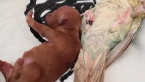 Puppy Snuggles Up to Bird and Sleeps