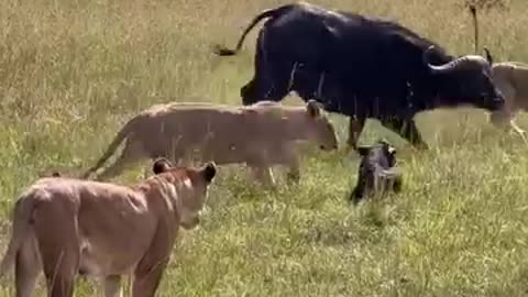 Tiger attack 🐯 vs baby buffalo