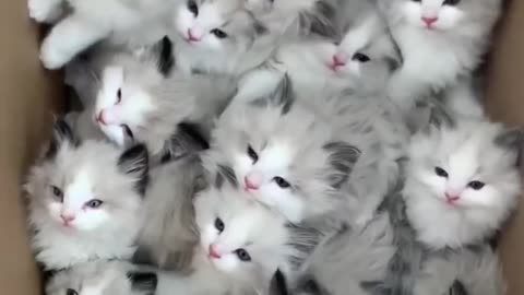 Cute cats