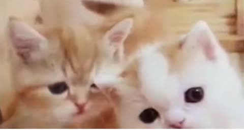 Cute Cat Video | funny pet videos and accessories