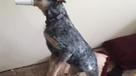 Blue heeler stands on two legs with cup on mouth falls backwards