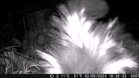 Trail Cam: Tussling Tails - Striped Skunk Shoving Match