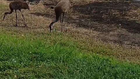 The nature zone: A relaxed feeding.