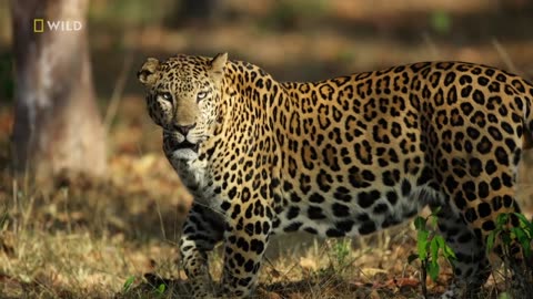 Hiding in the Shadows The Real Black Panther National Geographic Wild UK