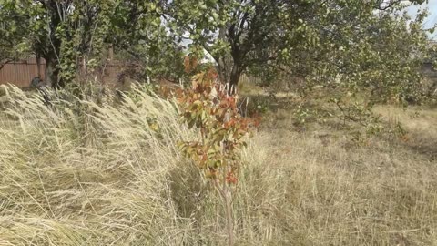 Autumn and apricot tree