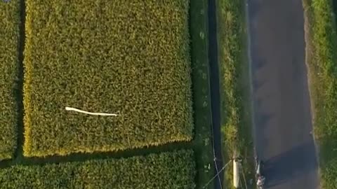 Aerial photograph of farmland