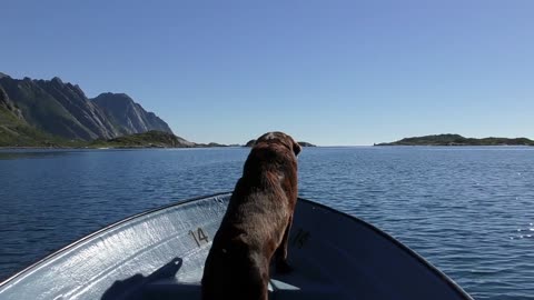 A dog on the ship is amazing