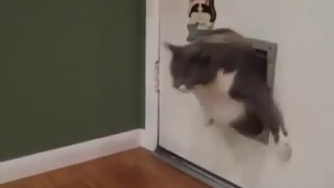 Mission Impossible (Cat)