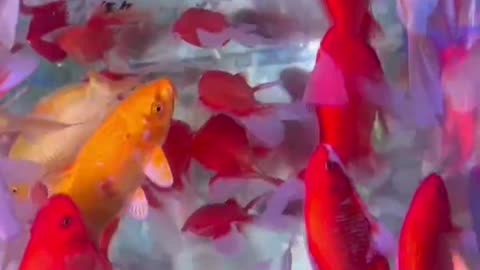 colorful fish