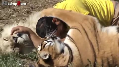 Lions and Tigers getting belly rubs