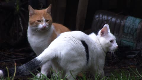 First Friendship - The Meeting of Two Cats