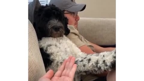 Watch what this dog does when asked if it wants a paw-dicure