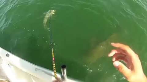 Grouper eats 4ft shark in one bite