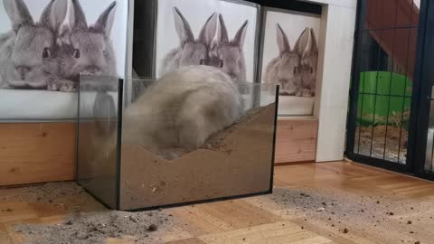 rabbit digging bottle