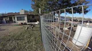 Temporary Fence is up, until Pipe Rail and Delmar Wire fence is done.